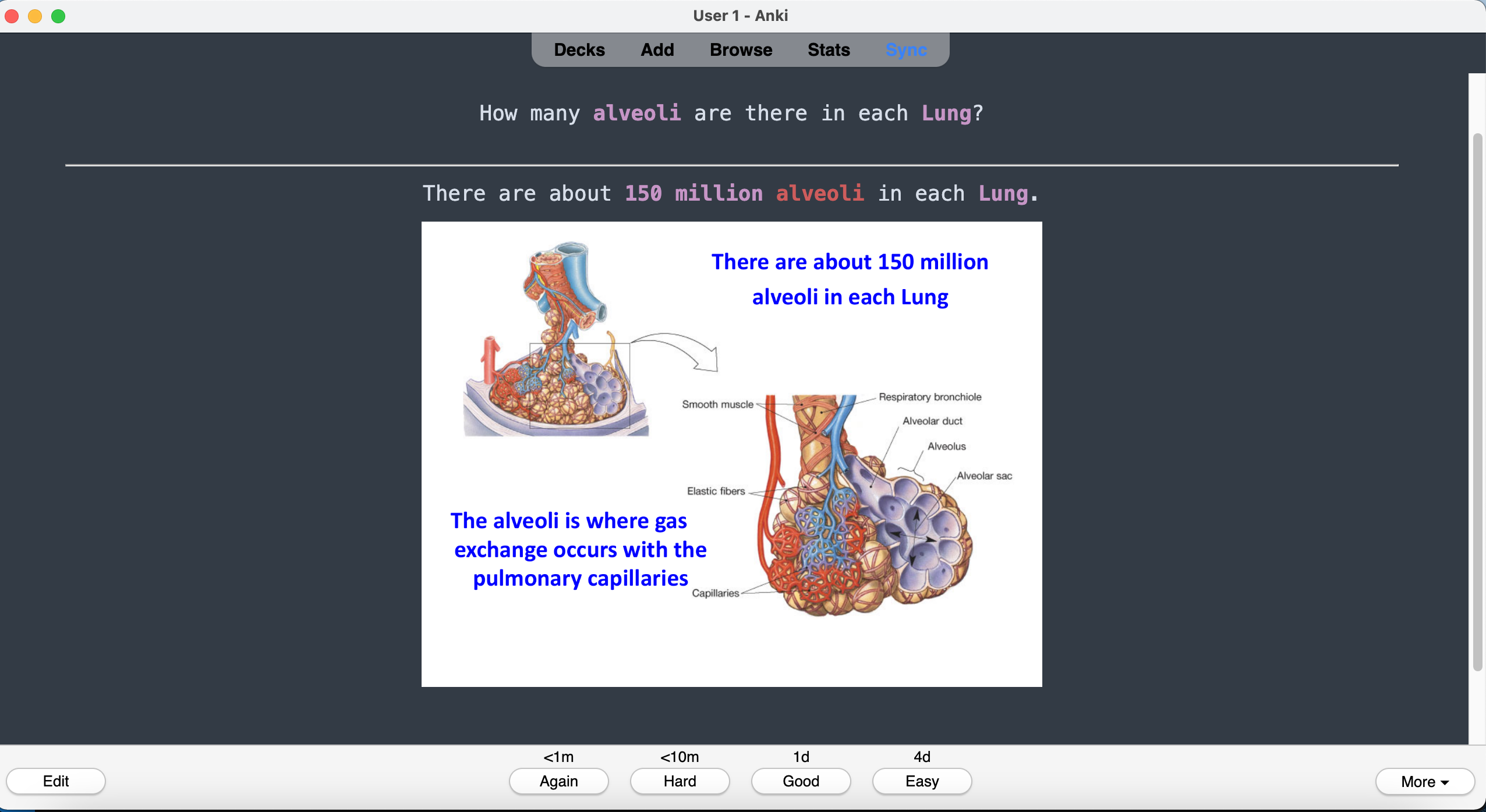 Alveoli Card Back